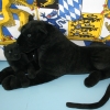 pantherturnier7